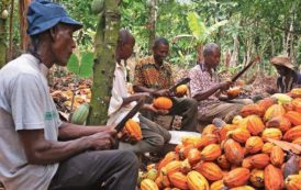 Cacao : la Côte d’Ivoire va revoir à la hausse le prix d’achat aux paysans