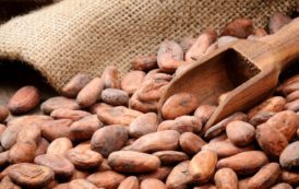 Cacao : la BAD va examiner la demande de financement de la Côte d’Ivoire et du Ghana