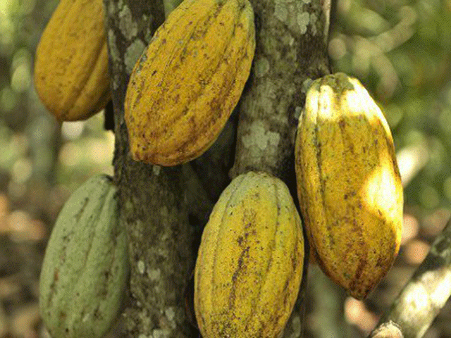 Cacao : la Côte d’Ivoire enregistre une hausse des exportations… et de ses stocks