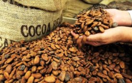 Cameroun : Le Redressement Du Prix Du Cacao Attendu En Décembre