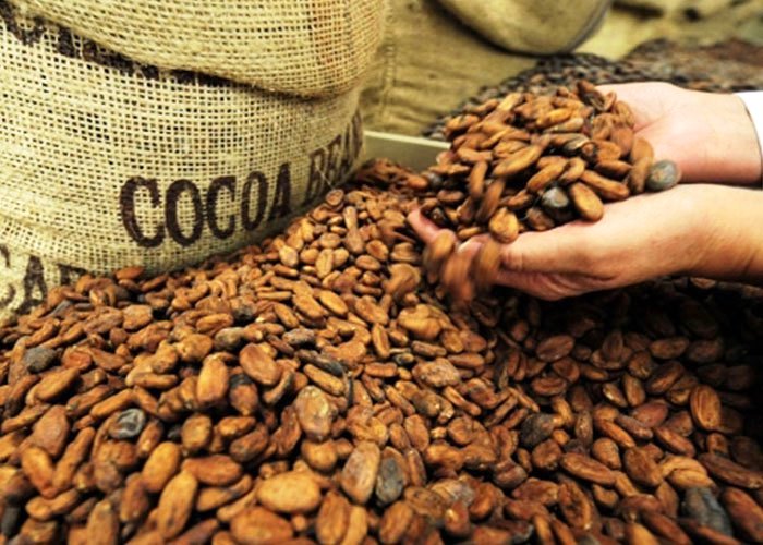 Cameroun : Le Redressement Du Prix Du Cacao Attendu En Décembre