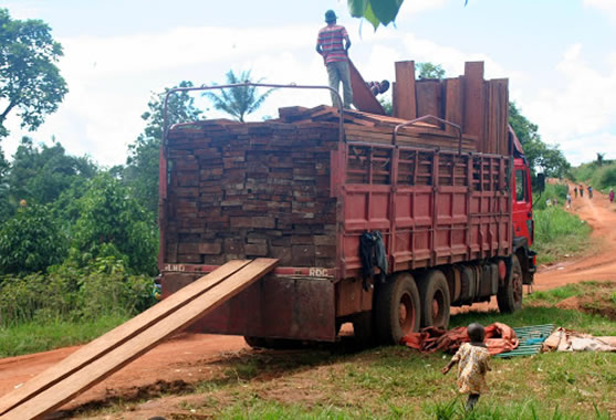 La Zambie saisit 499 camions chargés de bois rouge congolais