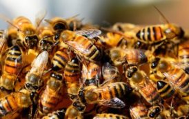 David contre Goliath: à Moscou, des abeilles empêchent le décollage d’un avion