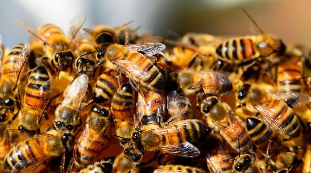 David contre Goliath: à Moscou, des abeilles empêchent le décollage d’un avion