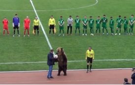 C’est normal en Russie: un ours en chair et en os donne le coup d’envoi d’un match de football