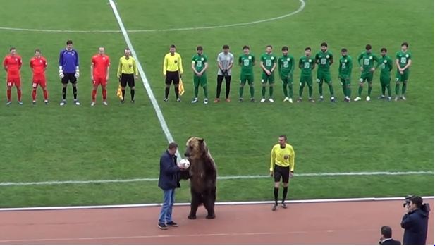 C’est normal en Russie: un ours en chair et en os donne le coup d’envoi d’un match de football