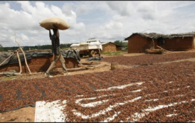 Côte d’Ivoire : Des exportateurs et de grands chocolatiers menacent campagne cacao 2018