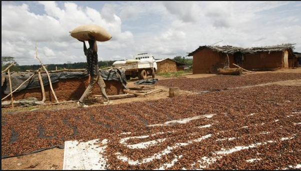 Côte d’Ivoire : Des exportateurs et de grands chocolatiers menacent campagne cacao 2018