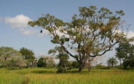 Sénégal: la Casamance en mal de touristes français