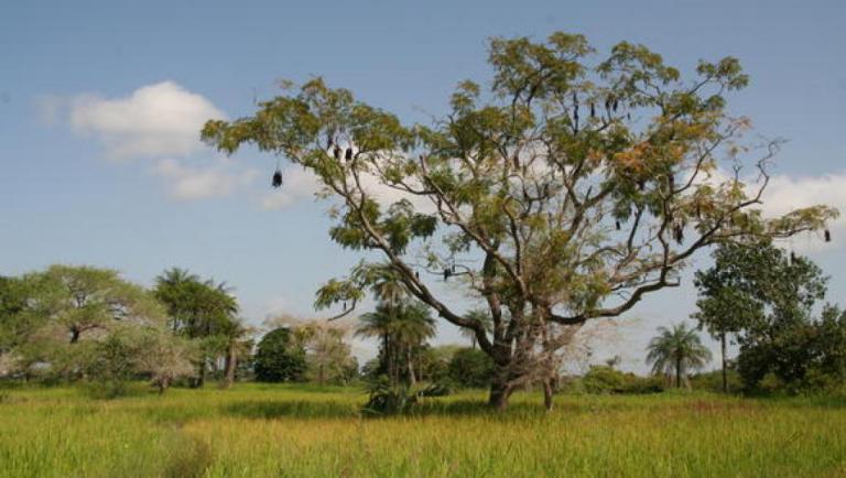 Sénégal: la Casamance en mal de touristes français