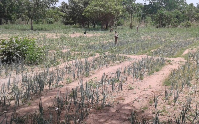 Côte d’Ivoire : Une coopérative productrice d’oignons confrontée à des difficultés pour écouler ses produits à Nassian