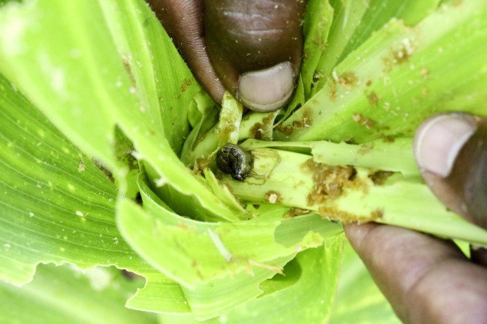 La FAO lance une application mobile pour lutter contre la chenille légionnaire d’automne en Afrique