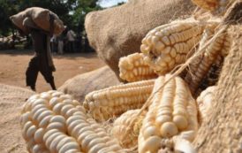 La flambée des importations de maïs d’Afrique australe impacte le marché