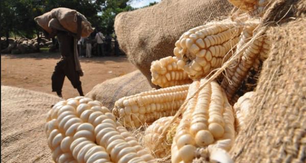 La flambée des importations de maïs d’Afrique australe impacte le marché