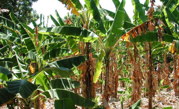 Agriculture aux Antilles : La Guadeloupe fait barrage à la fusariose du bananier