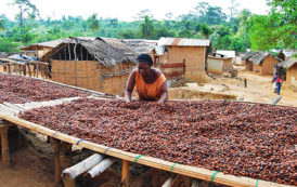 Cacao : « les pays producteurs ne perçoivent que 6% des revenus du marché mondial »