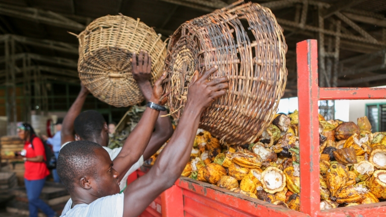 En Afrique de l’Ouest, un cacao respectueux des producteurs et des forêts