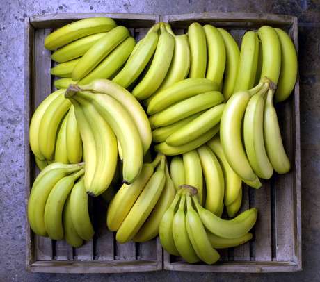 La FAO tire la sonnette d’alarme dans la filière banane