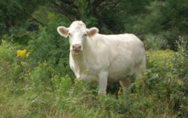 Cow Flees Slaughterhouse, Stops Express Train