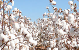 Ivorian cotton sector: A signature of convention which marks the beginning of the zoning