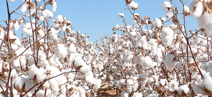 Ivorian cotton sector: A signature of convention which marks the beginning of the zoning