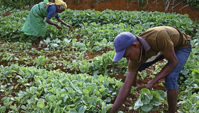 Les technologies géospatiales pour stimuler le secteur agricole