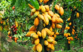 Côte d’Ivoire : l’USDA va investir 14,6 millions $ dans la filière cacao