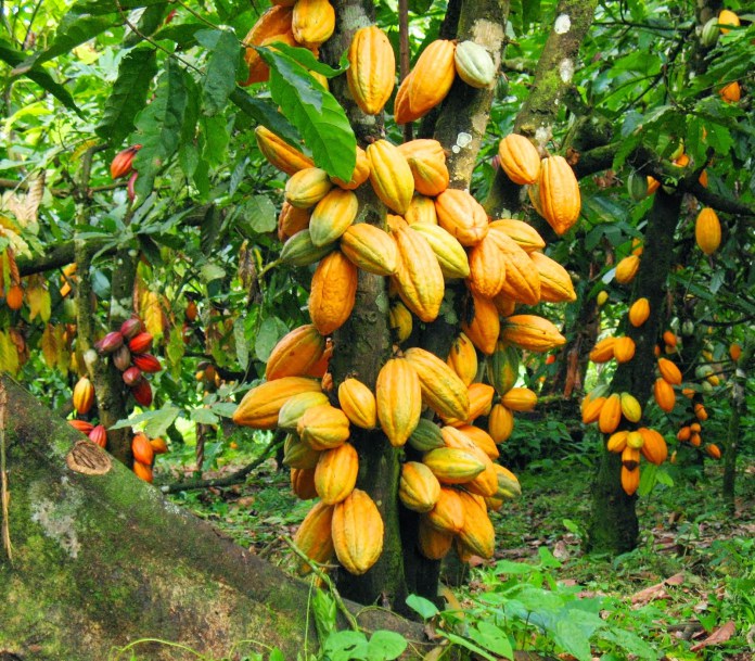 Côte d’Ivoire : l’USDA va investir 14,6 millions $ dans la filière cacao