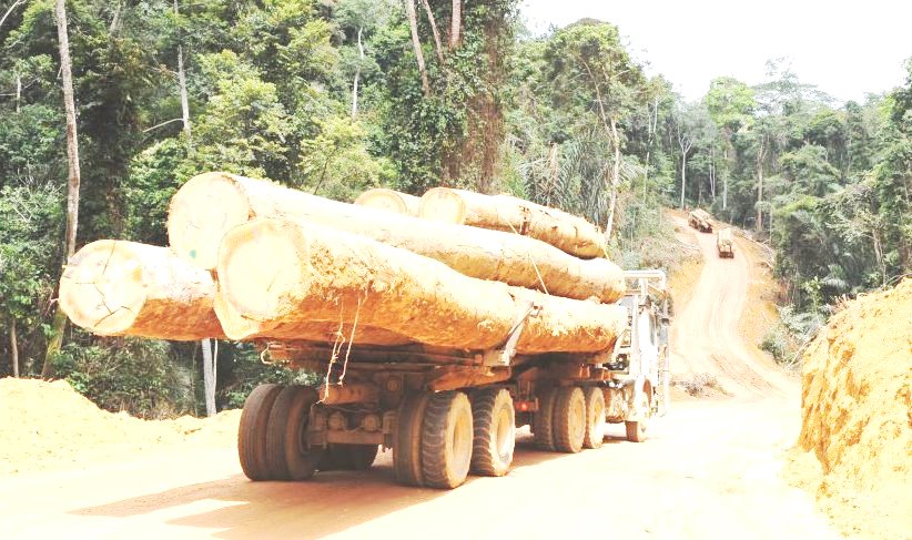 Commerce Avec La Chine: 7 428 Milliards Perdus Par An Par Le Cameroun À Cause Du Bois Illégal