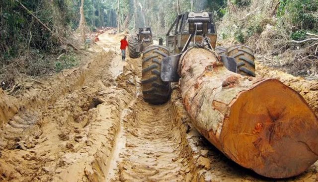 Cameroun / Alertes: La corruption s’enracine dans l’exploitation forestière