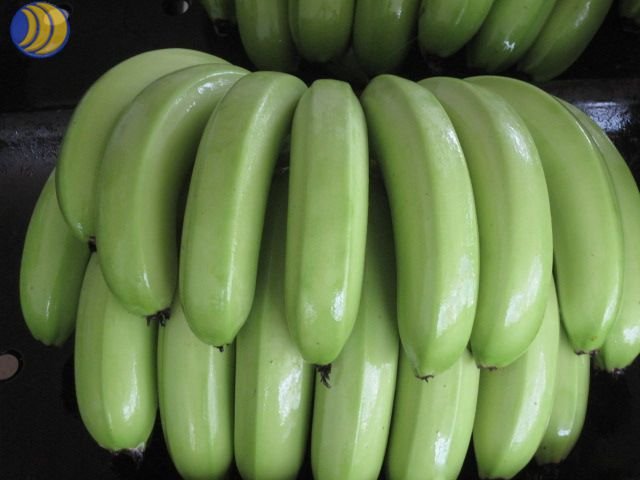 Percée scientifique sur la banane enrichie en vitamine A