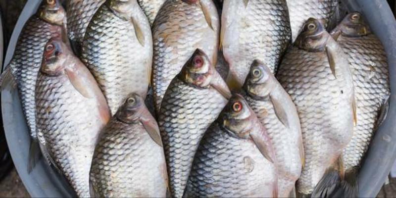 Afrique : une épidémie mortelle affecte les cultures de Tilapia