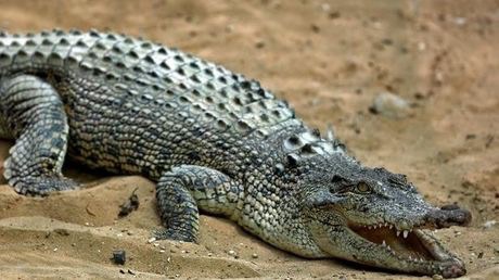 Reproduire les capacités immunitaires des crocodiles pour lutter contre le choléra