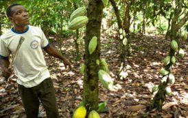 Cacao ivoirien : une ONG accuse les grands groupes de favoriser la déforestation