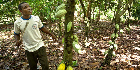 Cacao ivoirien : une ONG accuse les grands groupes de favoriser la déforestation