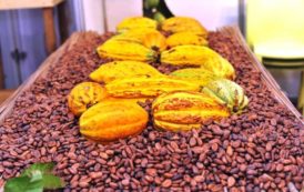 Cacao: hausse de 28% de la production en Côte d’Ivoire en 2016