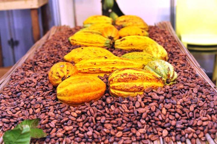 Cacao: hausse de 28% de la production en Côte d’Ivoire en 2016