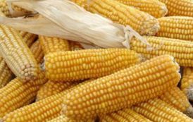 Côte d’Ivoire : Les agriculteurs saluent la hausse du prix du kilogramme de maïs à Niakara