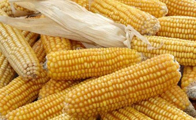 Côte d’Ivoire : Les agriculteurs saluent la hausse du prix du kilogramme de maïs à Niakara