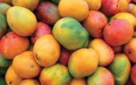 Filière mangue : 18.0000 tonnes par an, La Côte d’Ivoire 3ème fournisseur du marché européen