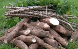 Le niveau de commercialisation du manioc est faible en Côte d’Ivoire, selon la FAO
