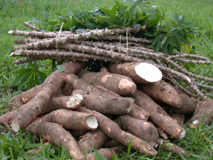 Le niveau de commercialisation du manioc est faible en Côte d’Ivoire, selon la FAO