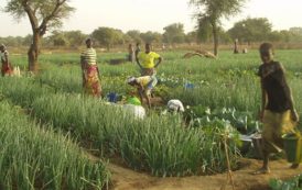 Campagne agricole sèche au Burkina : Plus de 1,6 million de tonnes de cultures maraichères attendues