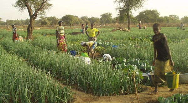 Campagne agricole sèche au Burkina : Plus de 1,6 million de tonnes de cultures maraichères attendues