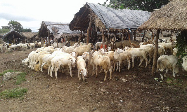 Gestion de la transhumance à Odienné: des éleveurs menacent d’assécher le marché de bétail