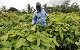 L’avenir de la filière cacao en Côte d’Ivoire menacé ?