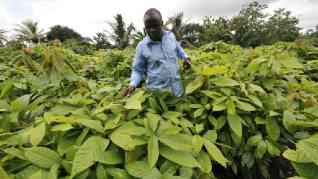 L’avenir de la filière cacao en Côte d’Ivoire menacé ?