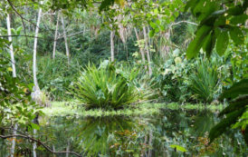 A la découverte du Parc National de Pongara, une merveille naturelle gabonaise