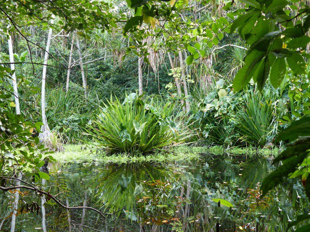 A la découverte du Parc National de Pongara, une merveille naturelle gabonaise