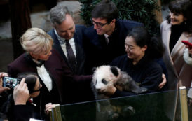 En images, Brigitte Macron a baptisé le bébé panda de Beauval